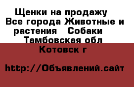 Щенки на продажу - Все города Животные и растения » Собаки   . Тамбовская обл.,Котовск г.